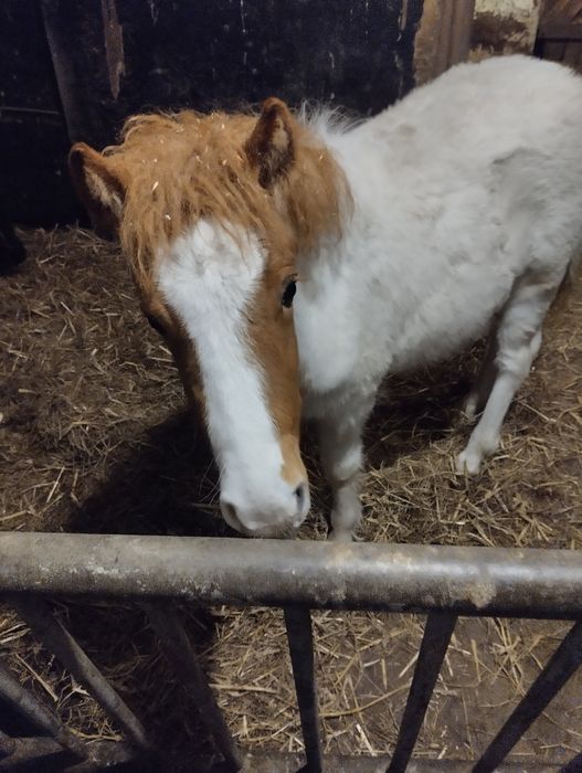 Kucka 6 miesięcy z paszportem