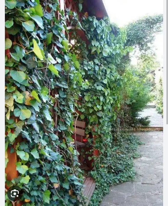 Продам вечно зелёного плющья.