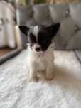 Papillon Spaniel Kontynentalny Miniaturowy szczeniak piesek