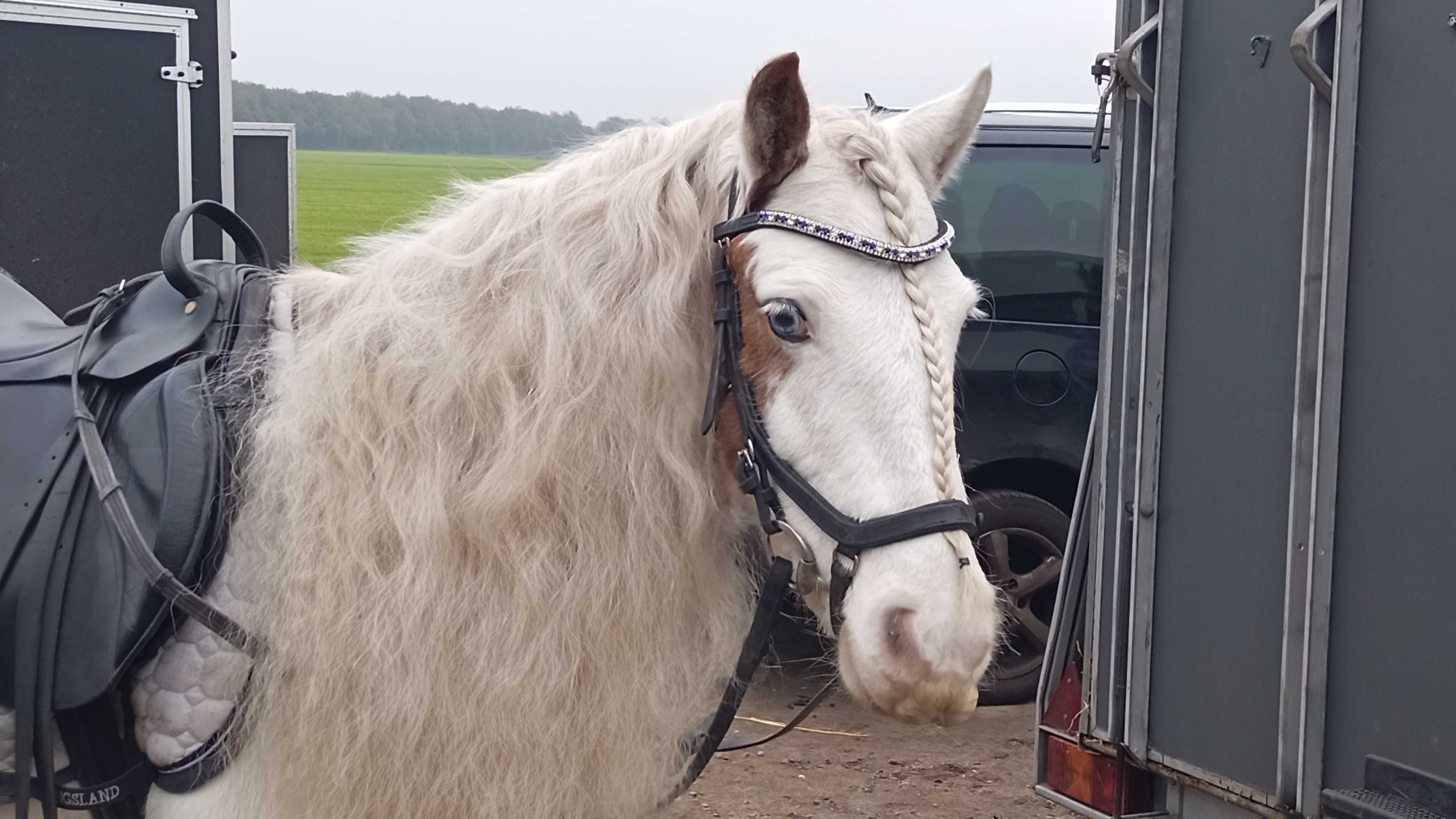 Kon ujezdzenie sport klacz tinker irish cob kuc grupa C