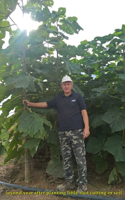 Drzewa tlenowe Paulownia, karpy jednosezonowe z gruntu.