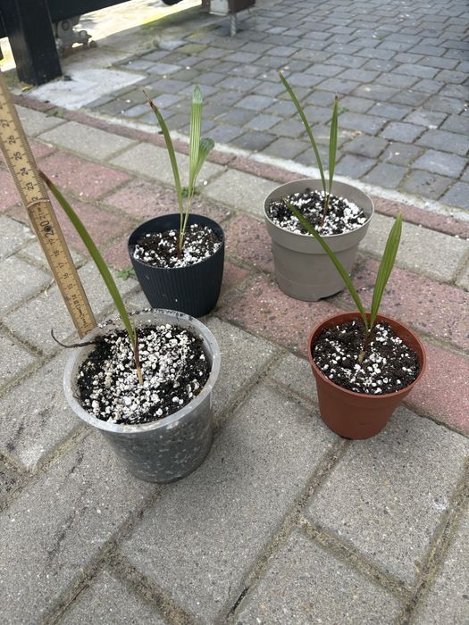 Palma Fortunego (Trachycarpus fortunei).