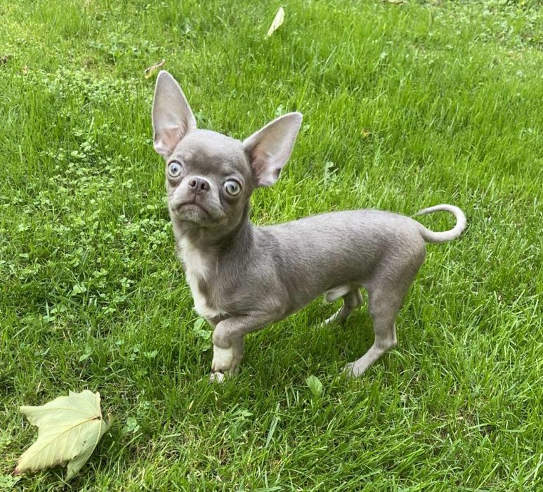 **TIMON**CUDNY liliowo srebrny chłopczyk chihuahua dla konesera rasy**