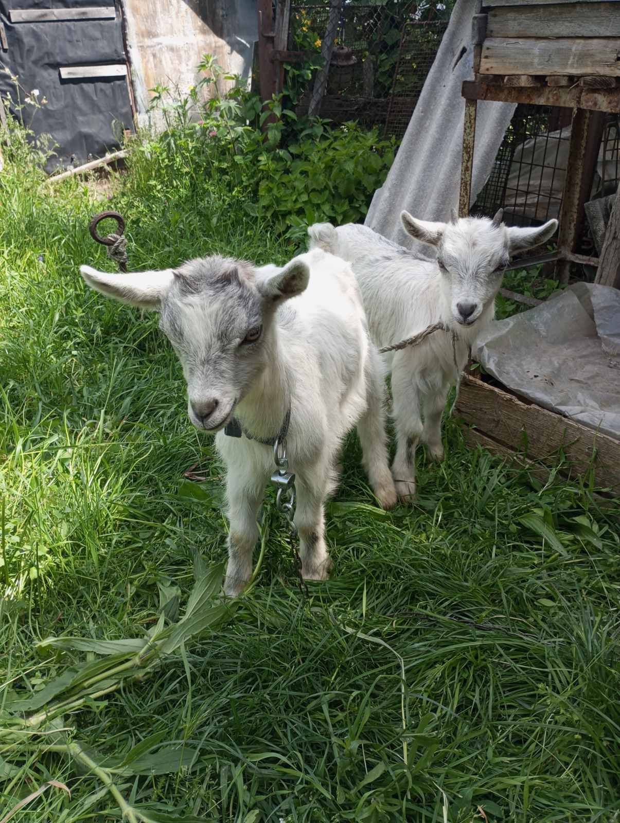 Дві кізочки кози