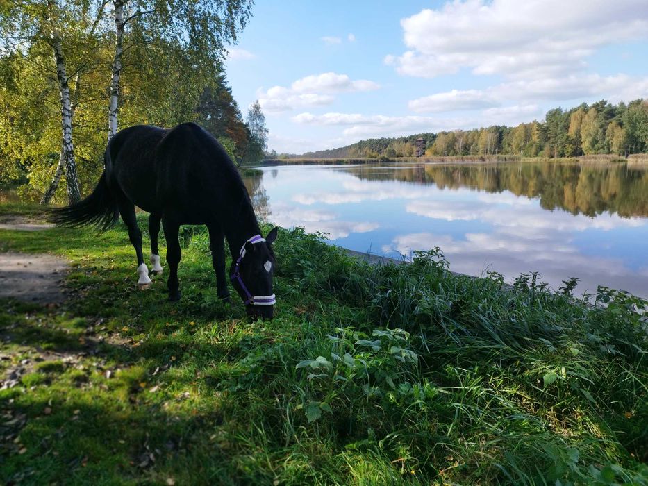 Współdzierżawa klaczki śląskiej