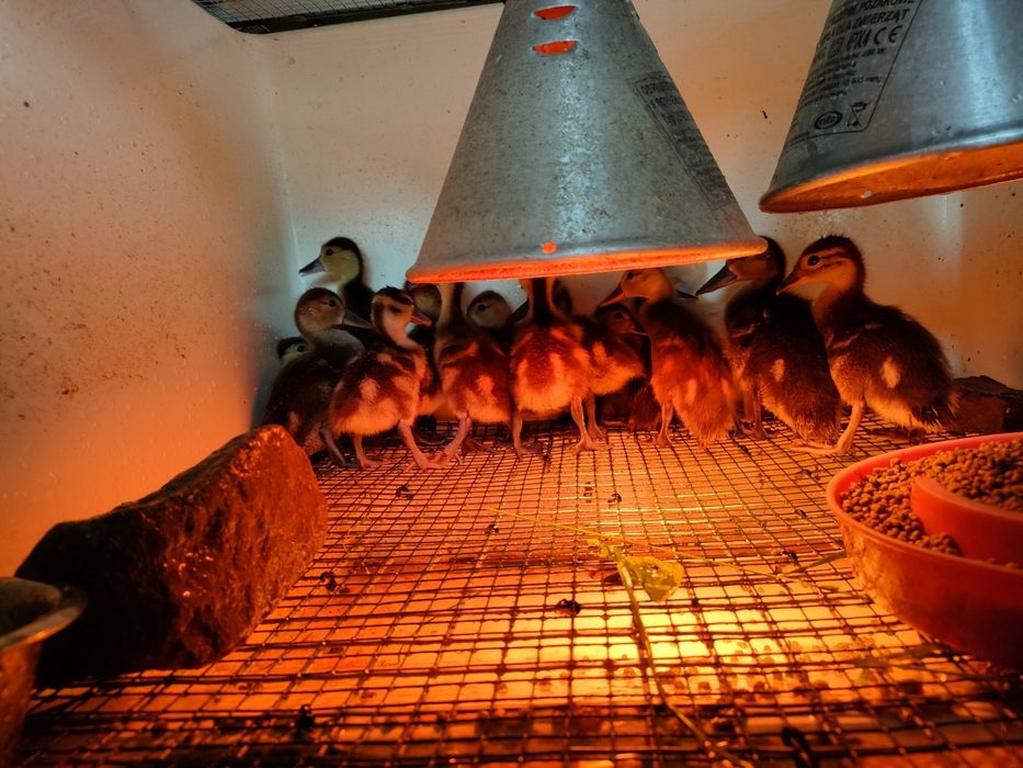 Kaczki ozdobne Marmurki pary i samice    2025