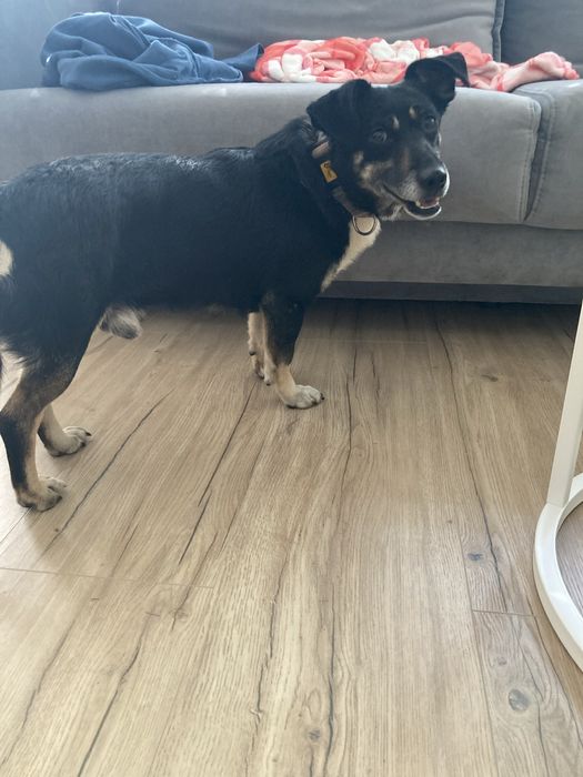 Spokojny pieszczoch do adopcji