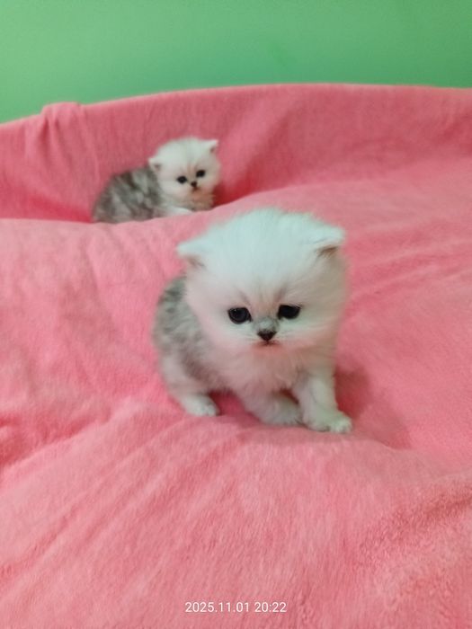 Британские котята