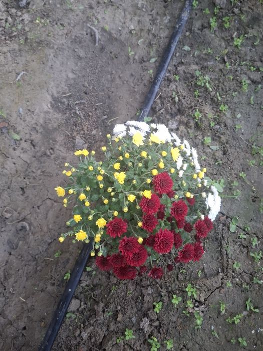 Хризантема мультифлора 3в1, мікс кольорів,  вишиванка