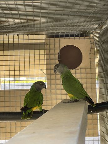Casal de papagaios do senegal adultos