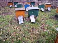 Pszczoły - rodziny pszczele z ulami