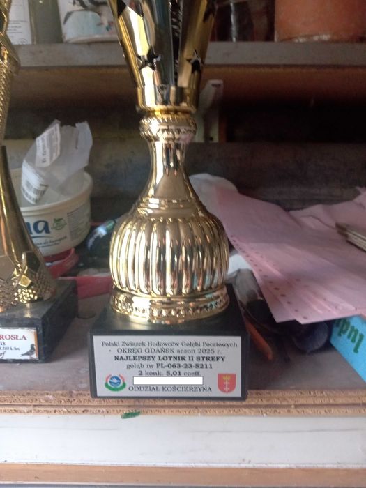 Gołębie rozpłodowe