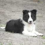 Szczeniak border collie Didi z Uroczyska ZKwP/FCI, suczka black&white