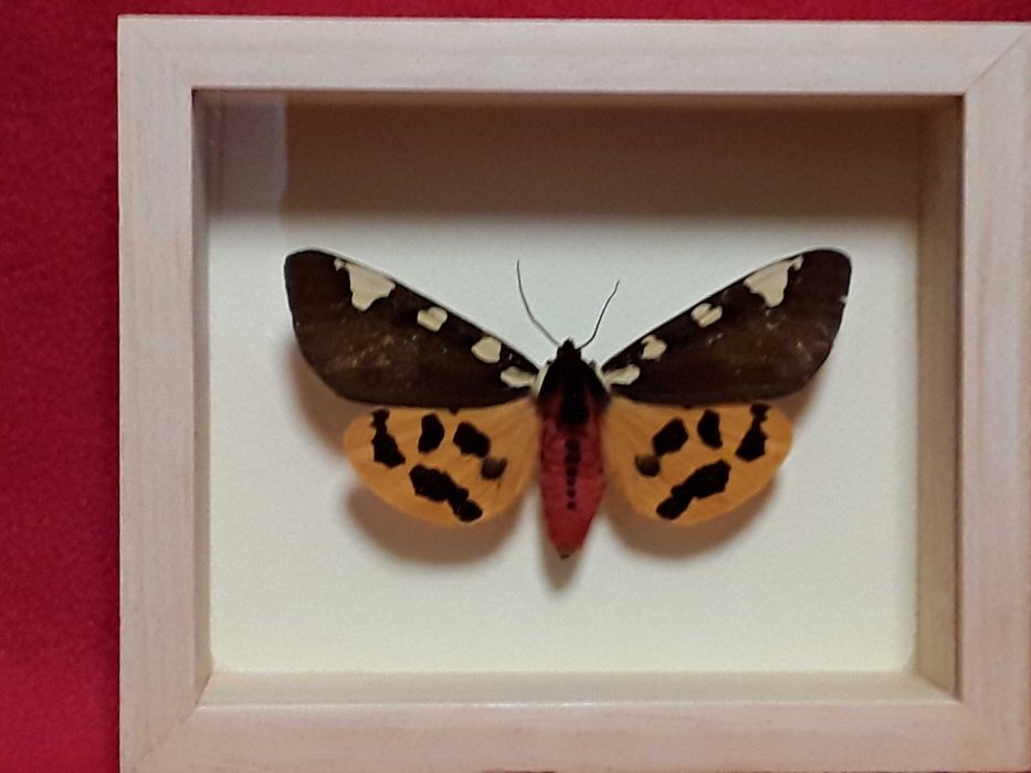 Motyl w ramce 12 x 10 cm . Pericallia matronula , 77 mm .