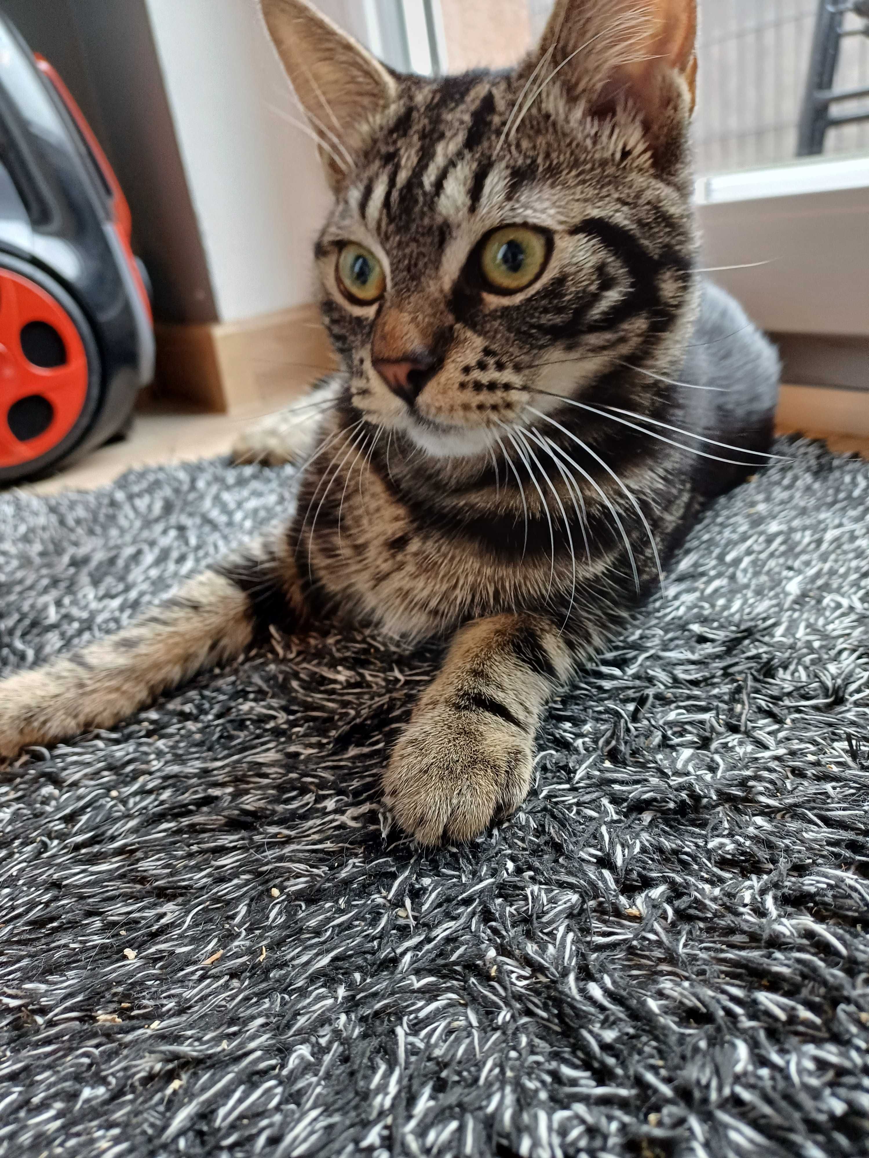 Wincent, Wini, Centuś - uroczy kocurek do adopcji