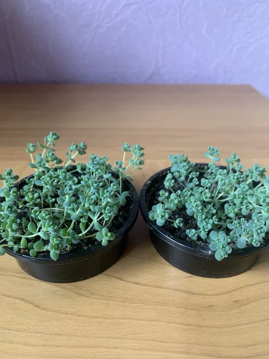 Седум сукулент травичка