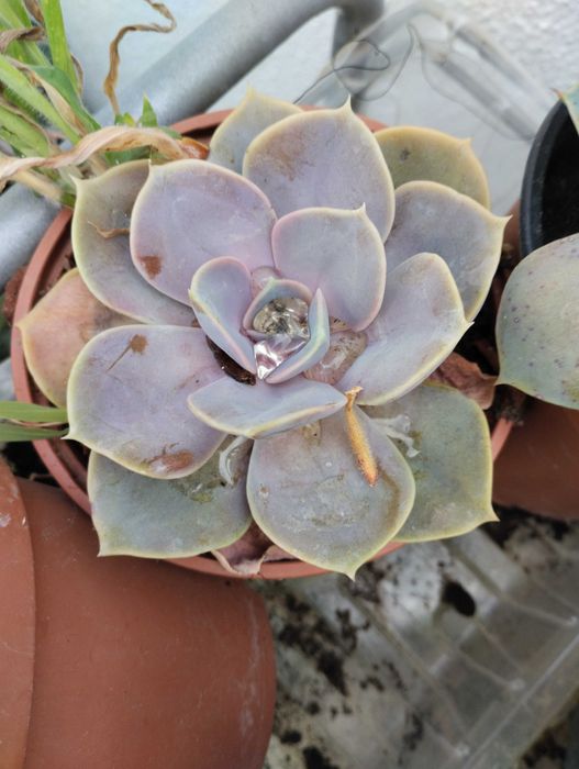 Lindas Suculentas a 1€