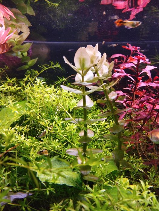 Bacopa Caroliniana