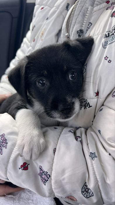 Дівчинка 3 міс , 1,9 кг вага буде маленькою