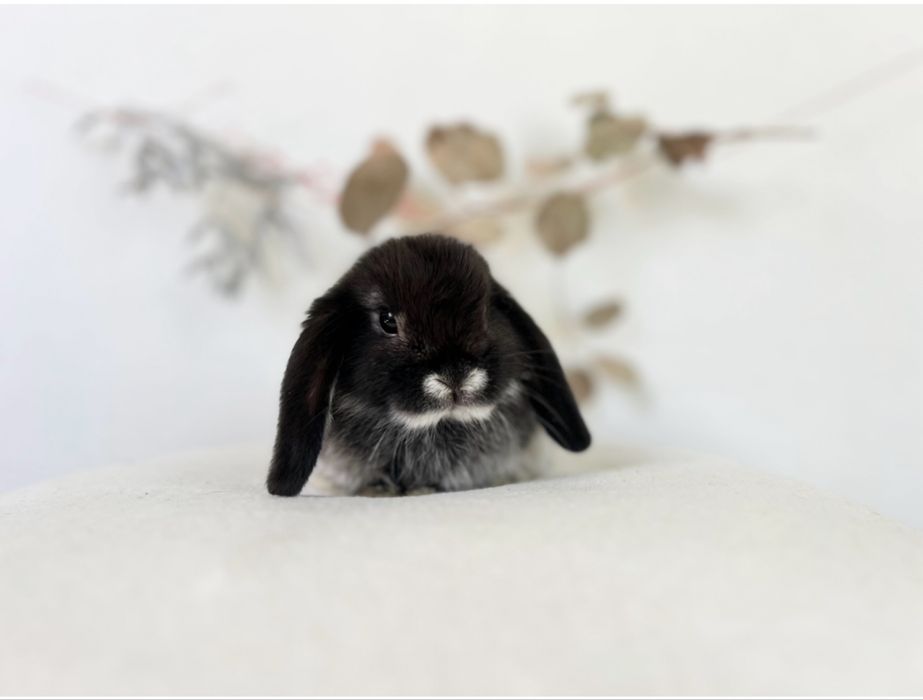 Karzełki Teddy, Mini lop gotowe do odbioru maluszki 8 tygodni