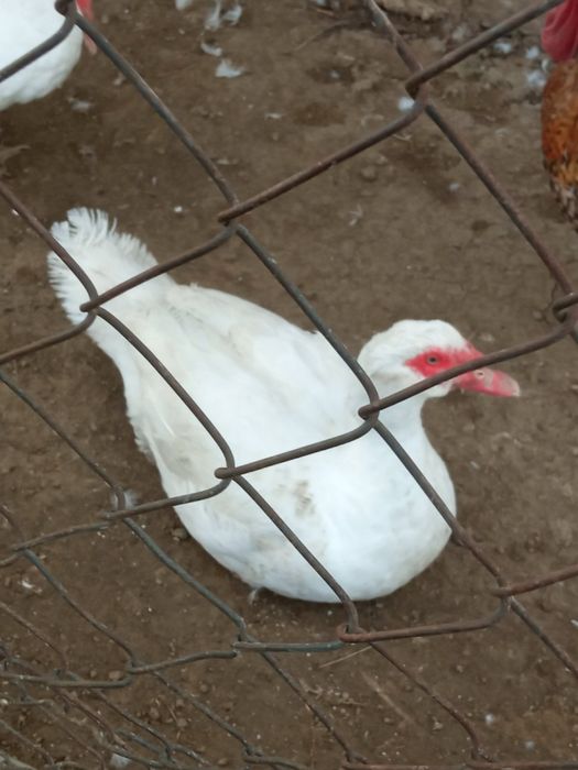 Продам-качурів..