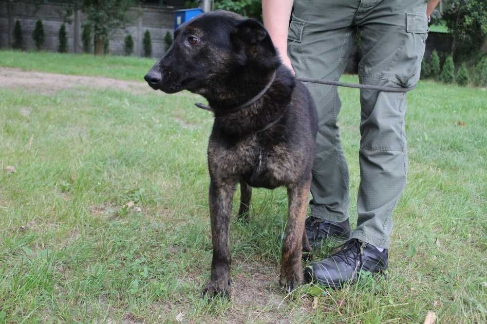 Norman w typie owczarka belgijskiego - schronisko bez wolontariatu.