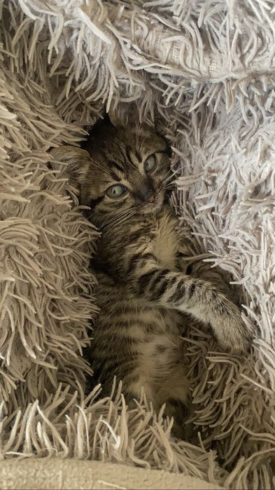 Отдам котенка,по месту