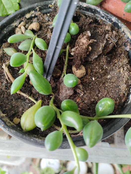 Lindas Suculentas a 1€