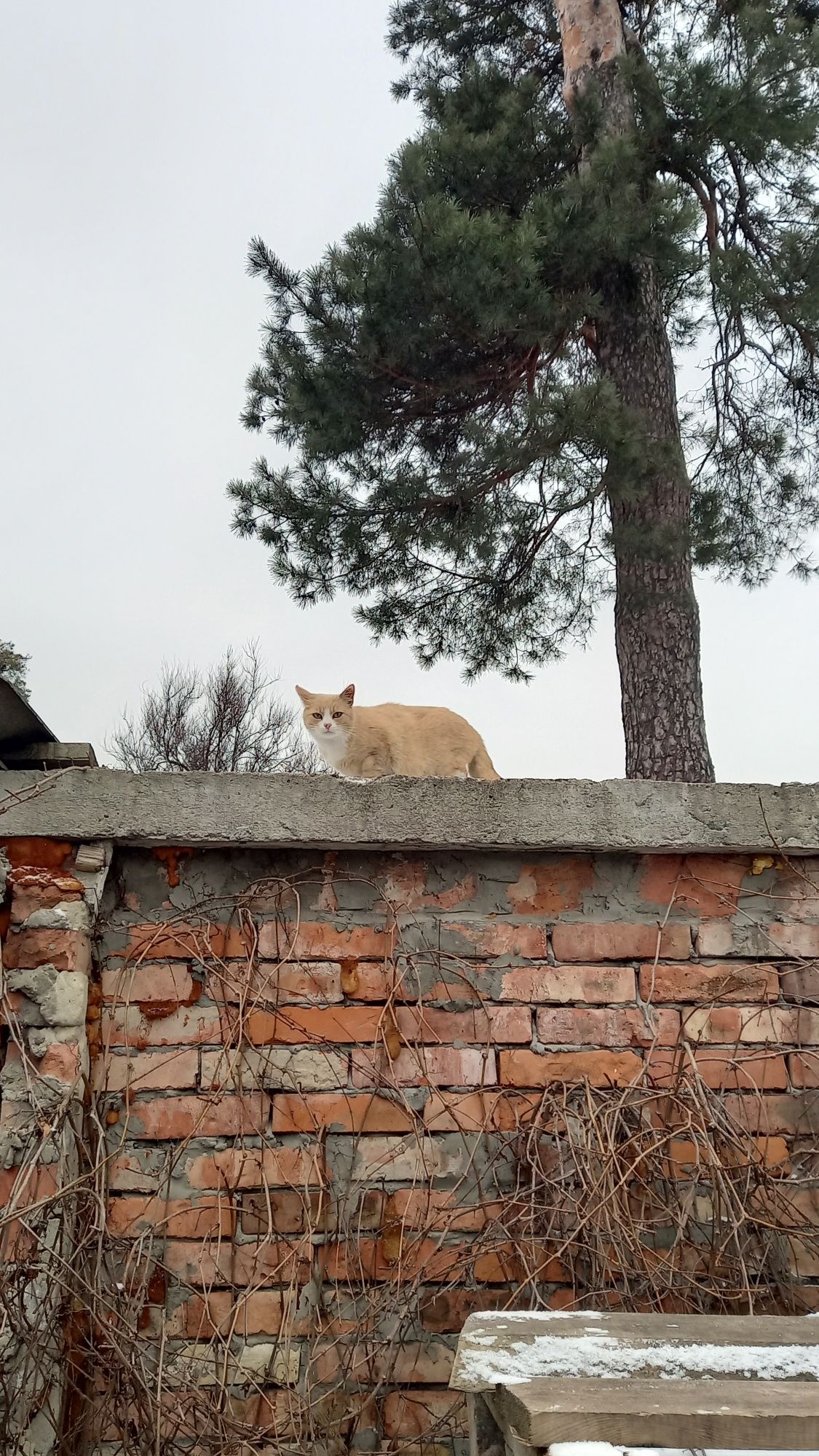 Арікоска, 2,5роки, стерилізована, безхатня киця з парку.ДоброКіт