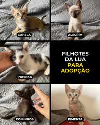 SETÚBAL/LISBOA e arredores — Filhotes da Lua para adopção