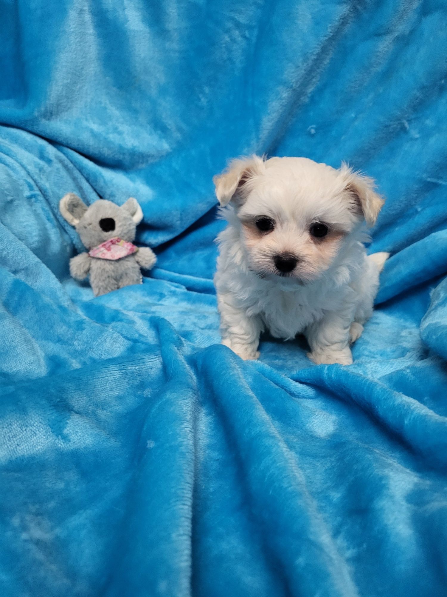 Bichon Maltês menino