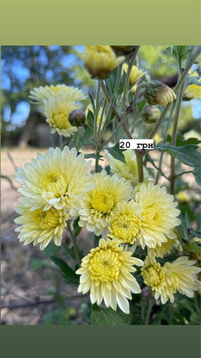 Акція!!! Всі по 30 грн. Хризантеми різних видів