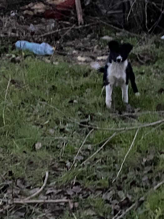 Віддам цуценят в добрі руки.