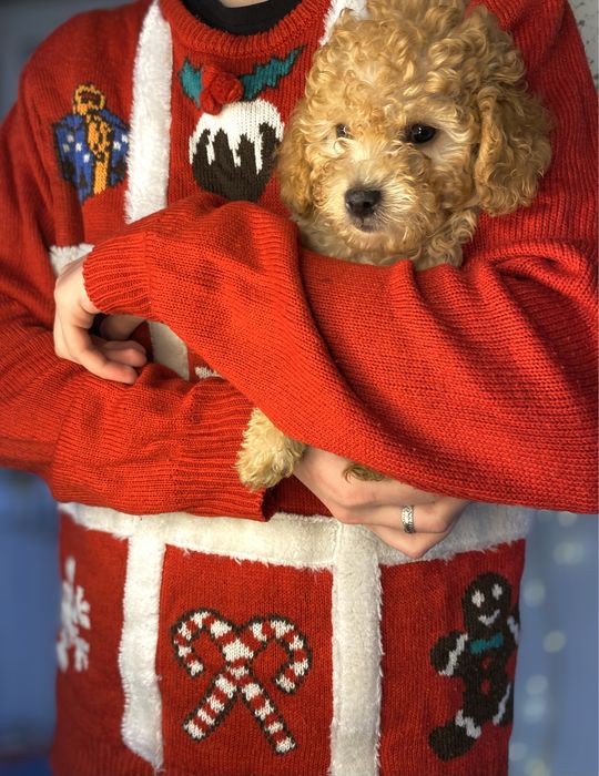 ‼️ Корейский мальчик МАЛЬТИПУ — эксклюзив для истинных ценителей!