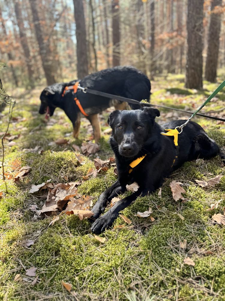 Czacza w typie labradora szuka domku