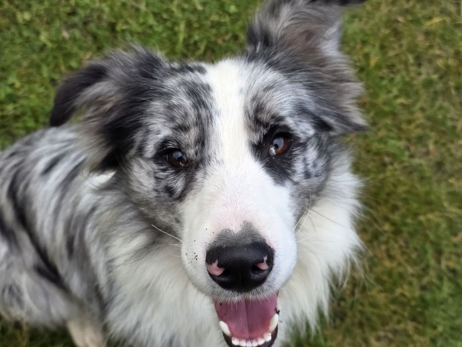 Reproduktor Bordel Collie