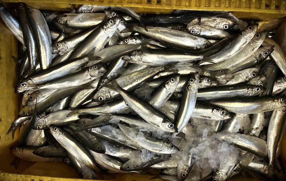 Ryby prosto z kutra Dorsz, Flądra, Śledź, Łosoś i inne