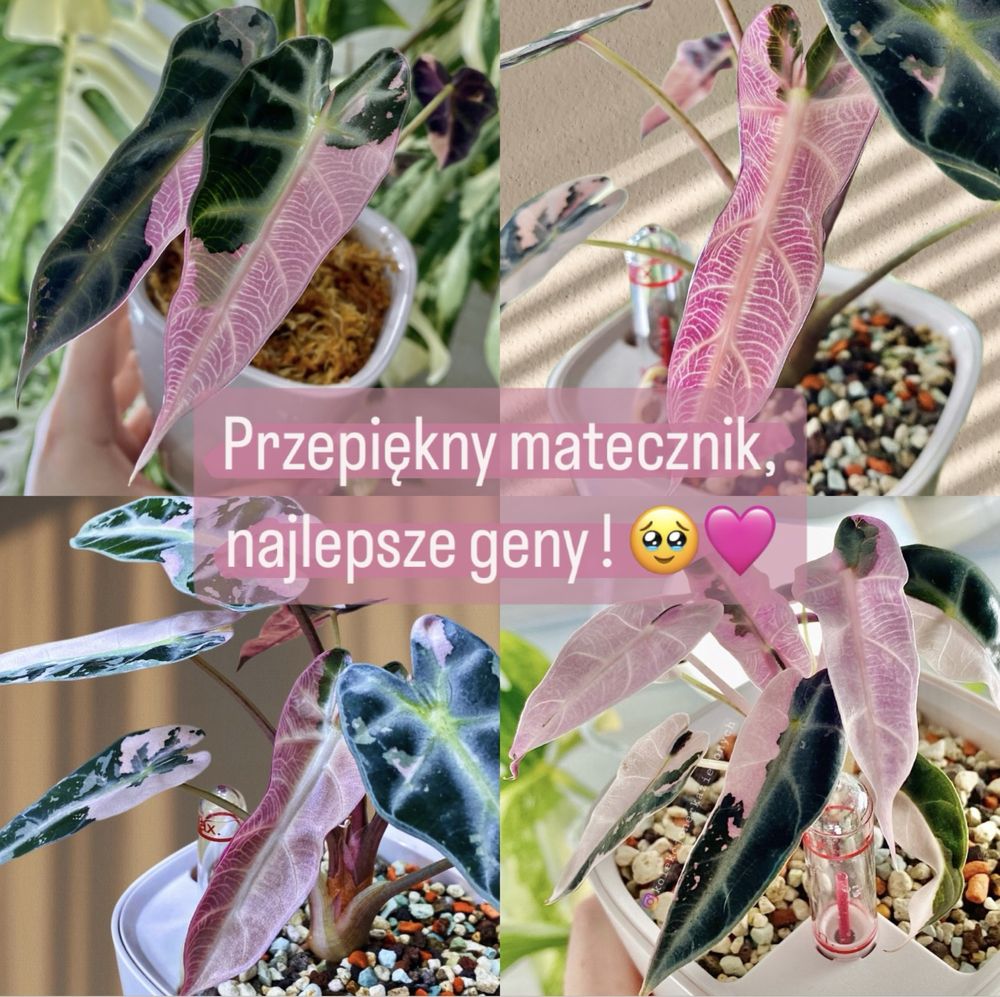 Alocasia Alokazja bambino pink Variegata unikat kolekcjonerska bulwa !