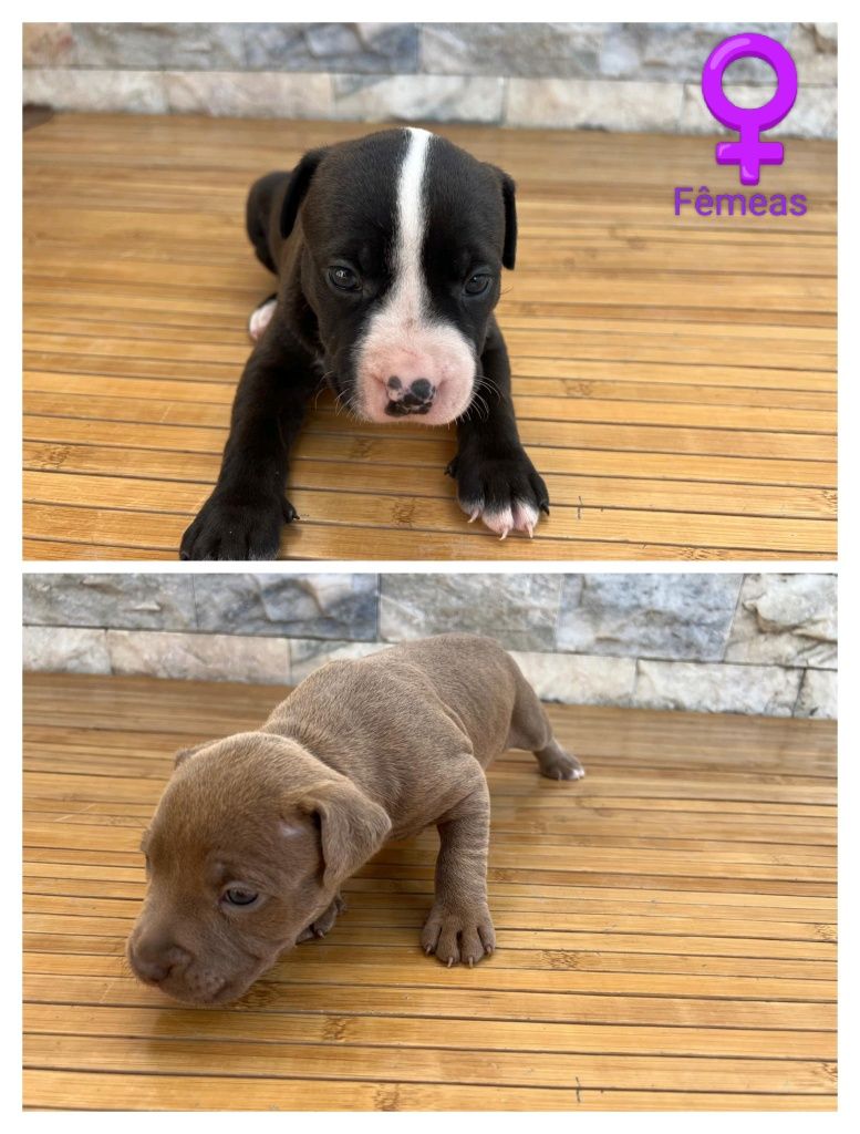 Filhotes PitBull