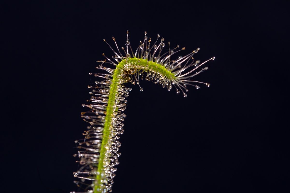 Planta Carnívora Drosera Capensis