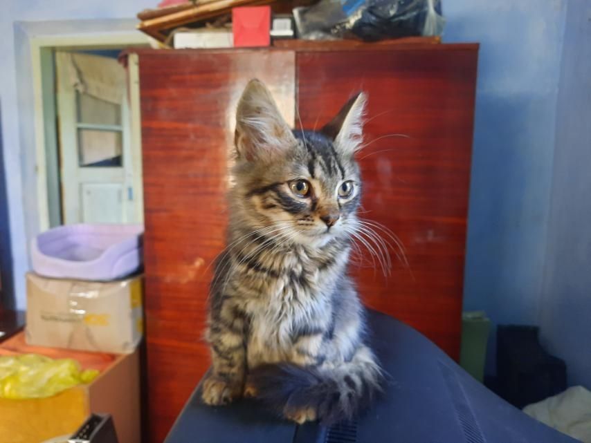 Кошеня шукає дім