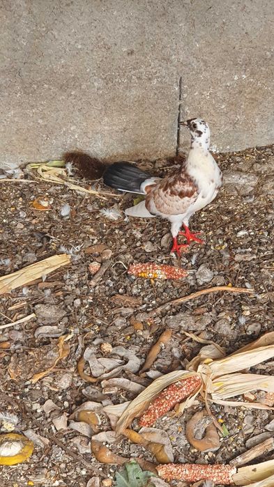 Pombas de varias cores