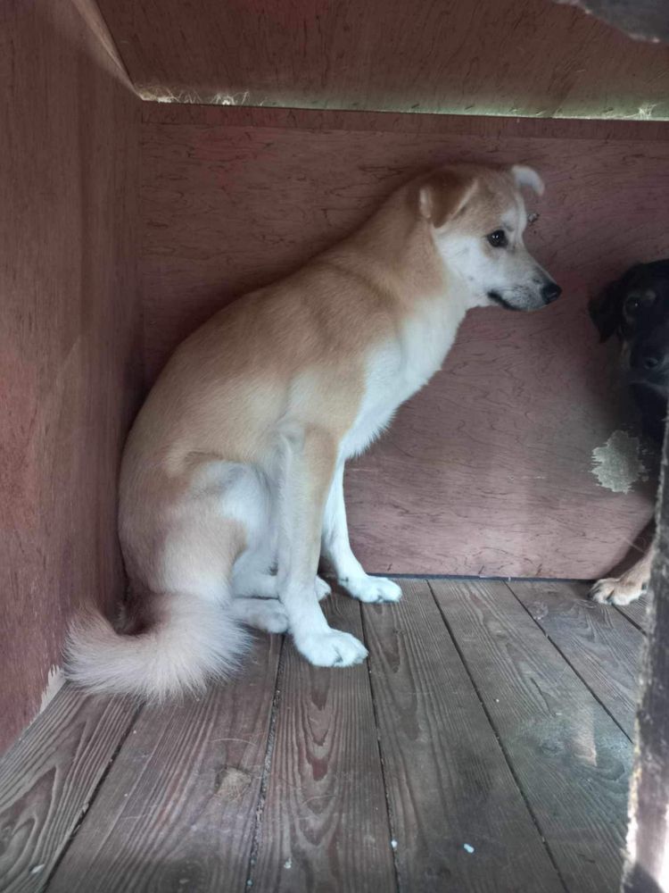 Suczka do adopcji