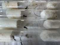 Lasius niger - mrówki - Hurtnica pospolita