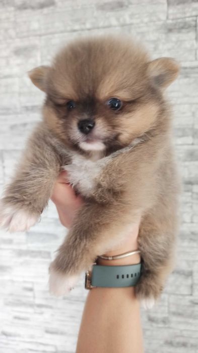 Pomeranian* szpic miniaturowy piesek ***mega slodziak