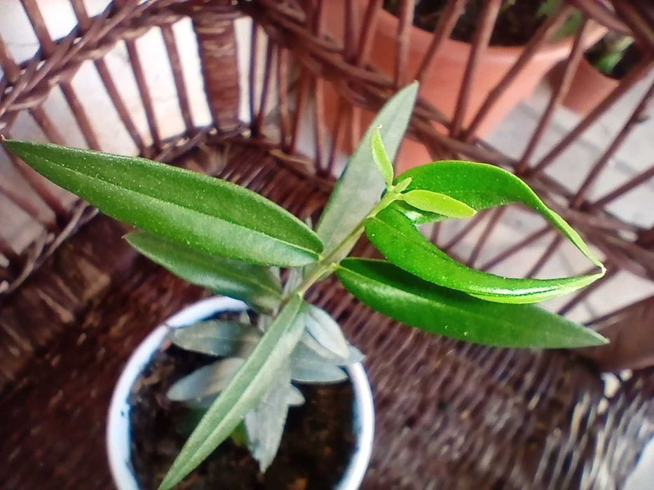 Oliveira em vaso 35 cm