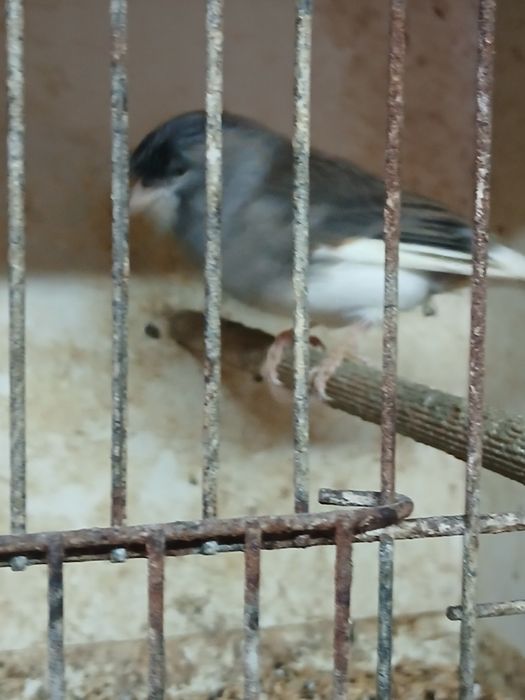 Kanarki samce bastardy