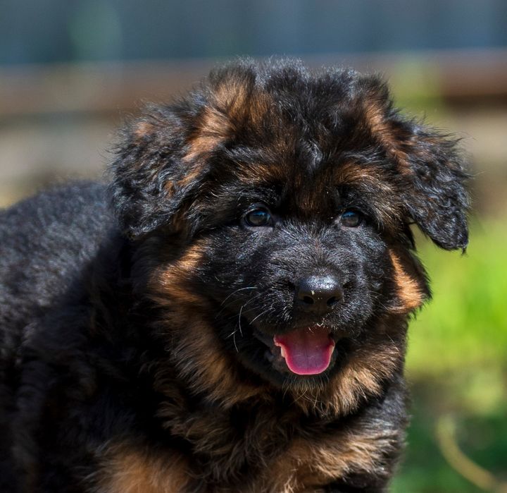 Довгошерстна німецька вівчарка