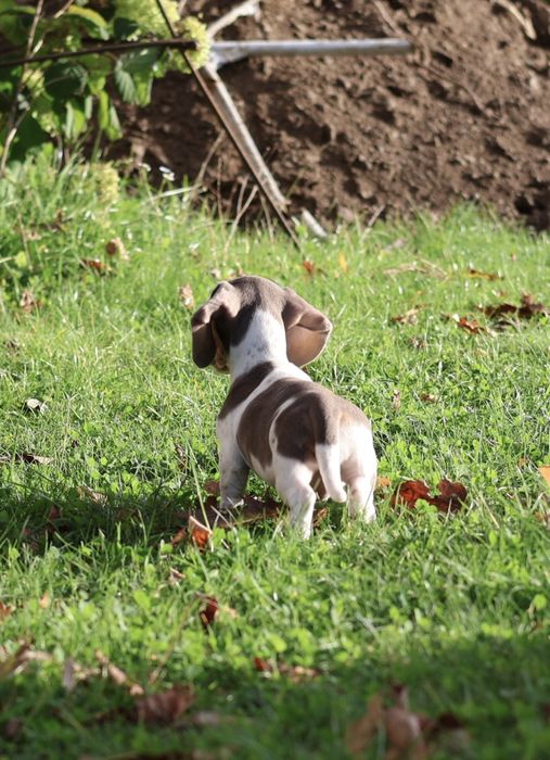 Szczeniak jamnik piebald/ nie merle
