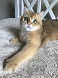 Котик шиншила ny 25.